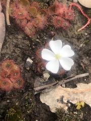 Drosera aberrans