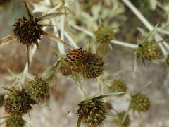 Graphosoma semipunctatum