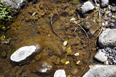 Sclerophrys gutturalis