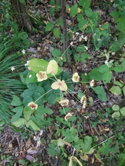 Bupleurum aureum