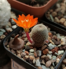 Aylostera heliosa
