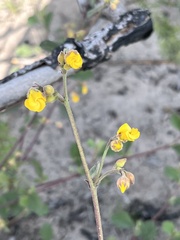 Hermannia scabricaulis