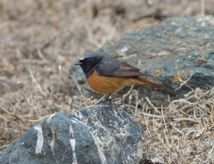 Phoenicurus ochruros phoenicuroides