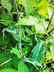 Gampsocleis gratiosa