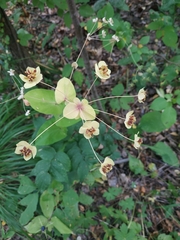 Bupleurum aureum