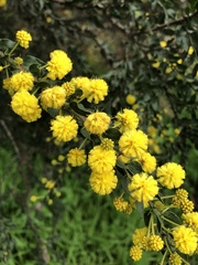 Acacia paradoxa