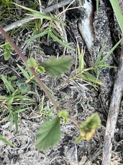 Hermannia scabricaulis