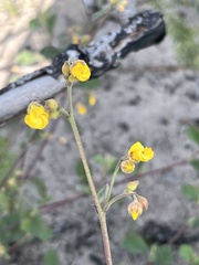 Hermannia scabricaulis