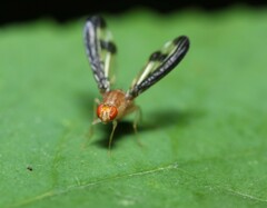 Toxonevra superba