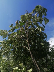 Juglans regia
