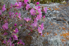 Rhododendron ledebourii