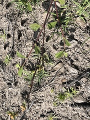 Hermannia scabricaulis