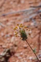 Scrophulariaceae