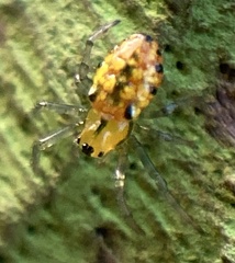 Alpaida variabilis