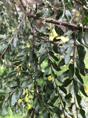 Acacia paradoxa