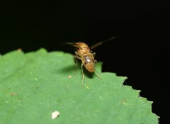 Toxonevra superba
