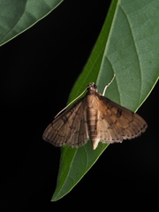 Nacoleia