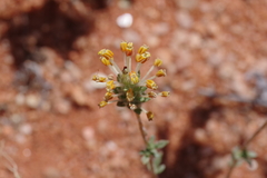 Scrophulariaceae