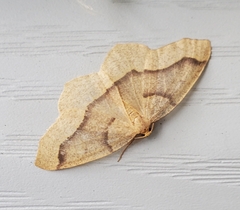 Lambdina fiscellaria