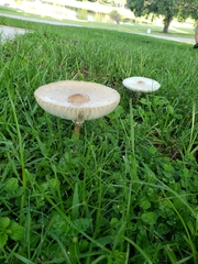 Chlorophyllum molybdites image