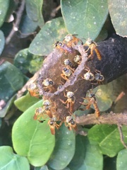 Tetragonisca fiebrigi