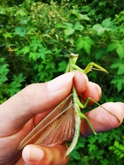 Tenodera angustipennis