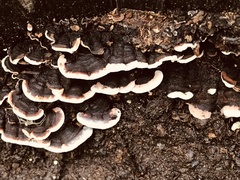 Thelephora terrestris