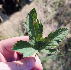Filipendula stepposa