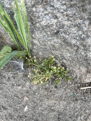 Sagina procumbens