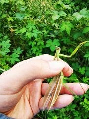 Tenodera angustipennis