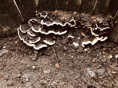 Thelephora terrestris