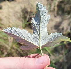 Filipendula stepposa