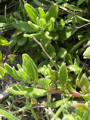 Tetragonia fruticosa