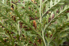 Davallia canariensis