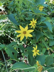 Helianthus decapetalus