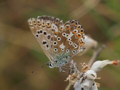 Polyommatus coridon