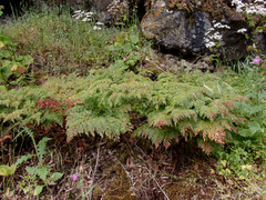 Davallia canariensis