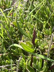 Tetragonia fruticosa