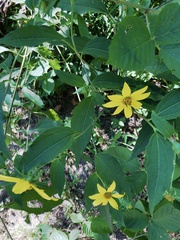 Helianthus decapetalus