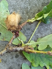 Andricus quercusramuli