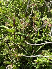 Tetragonia fruticosa