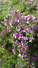 Chamaenerion fleischeri