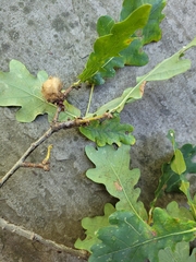 Andricus quercusramuli