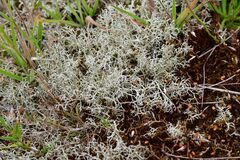Cladonia portentosa