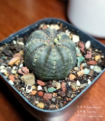 Euphorbia obesa