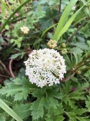 Trachymene composita