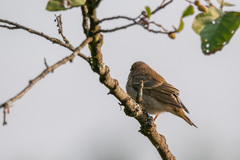 Carpodacus erythrinus