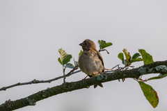 Carpodacus erythrinus