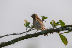 Carpodacus erythrinus