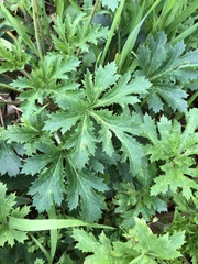 Trachymene composita